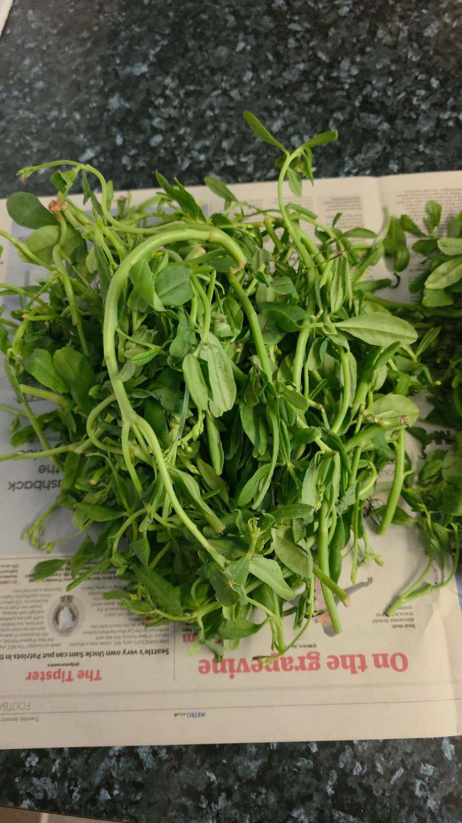Fresh Water leaves