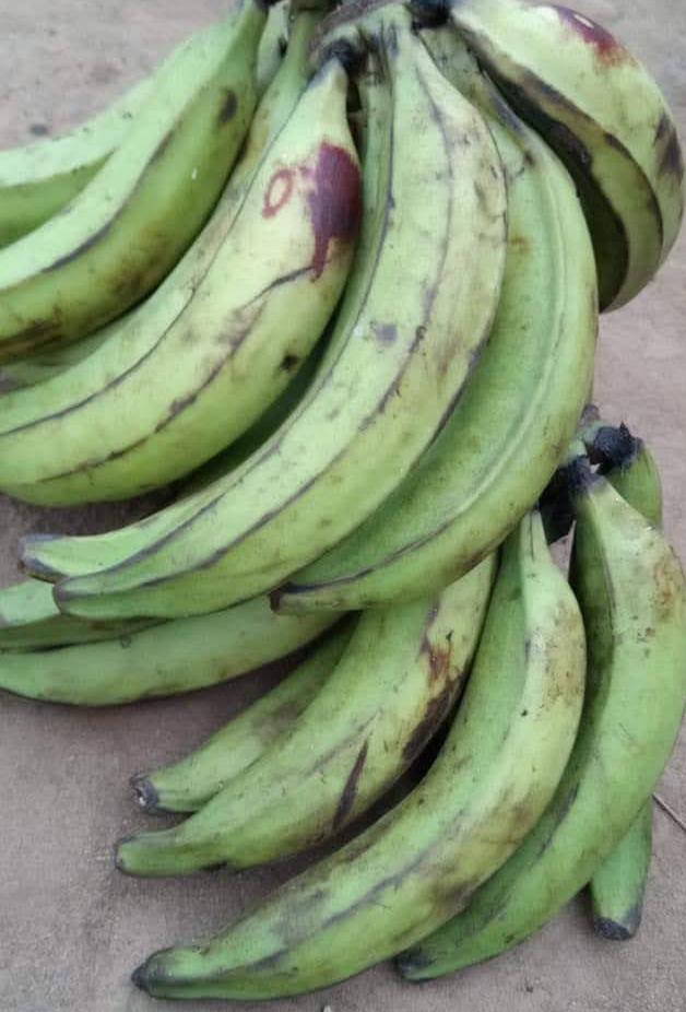 Unripe Plantain