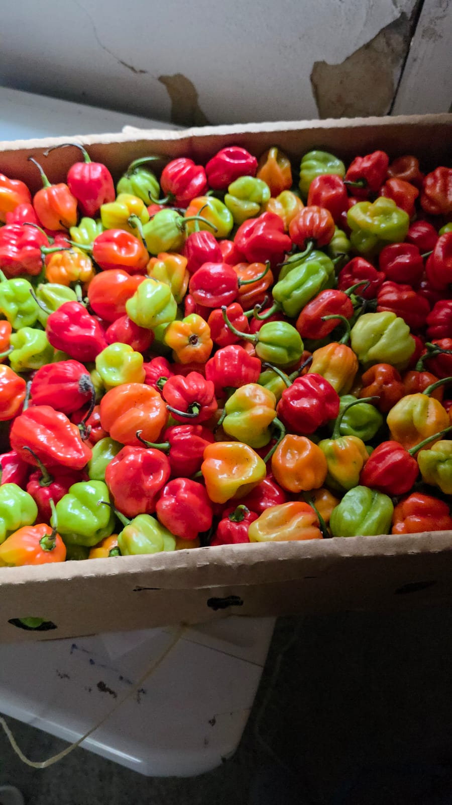 Scotch bonnet pepper (Atarodo)