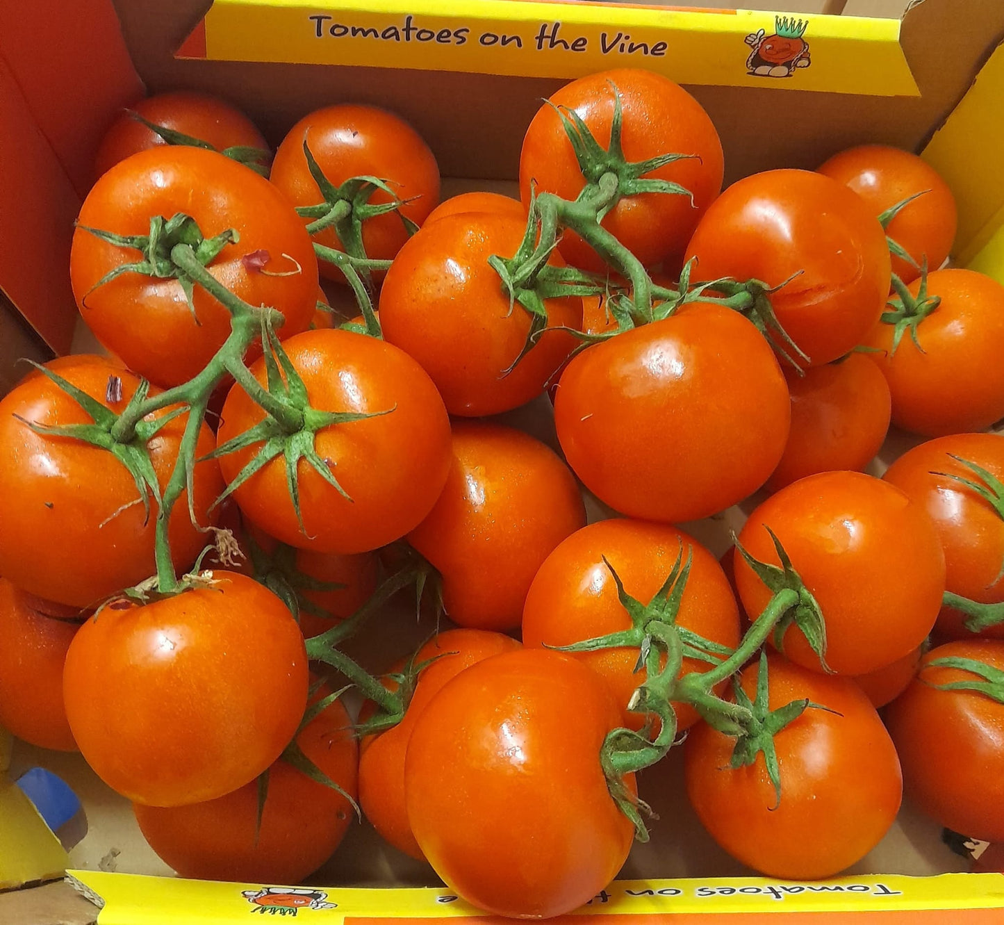 Fresh tomatoes