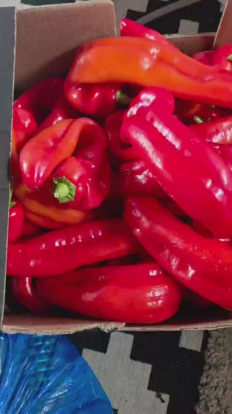 Fresh long red pepper